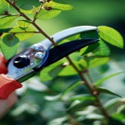 A person holding scissors cutting branches off of trees.