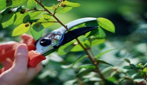 A person holding scissors cutting branches off of trees.