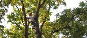 A man in white shirt climbing up tree.