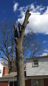 A man in a tree with a ladder.