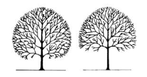 Two trees with no leaves are shown in black and white.