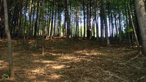 A forest with trees and grass in the foreground.