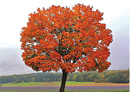 A tree with orange leaves in front of a field.