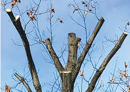 A tree with no leaves on it's branches.