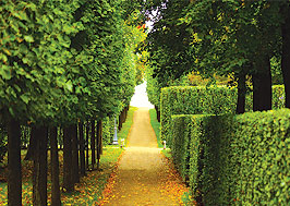 A path in the middle of an alley way.