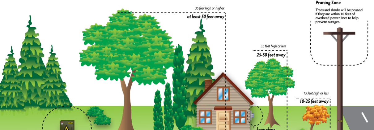 A diagram of trees and their locations in the ground.