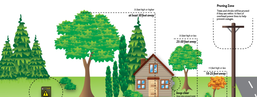 A diagram of trees and their locations in the ground.